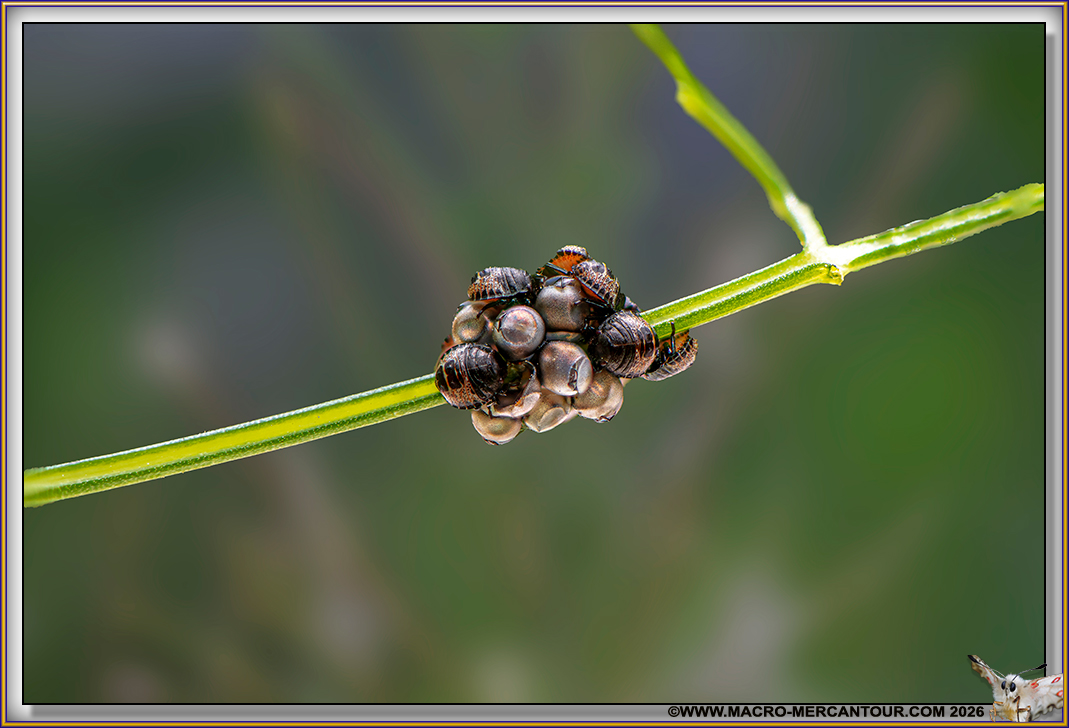 OEUFS d'insectes